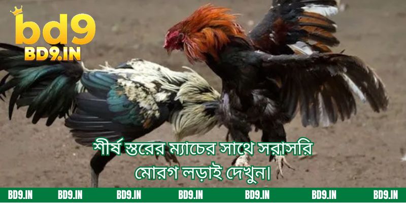 শীর্ষ স্তরের ম্যাচের সাথে সরাসরি মোরগ লড়াই দেখুন।